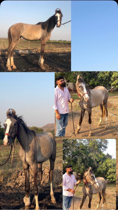 થંબનેલ 2