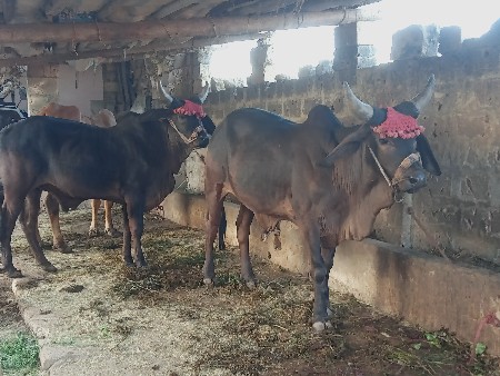 ગોઢલા વેચવાના છે