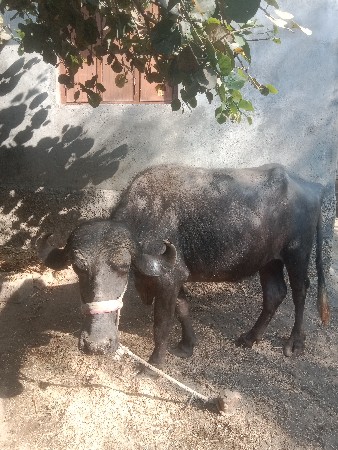 थंबनेल 2