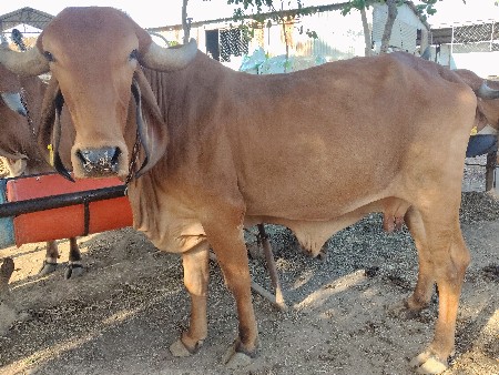 ગાય વેચવાની છે