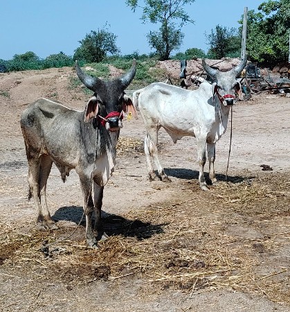 થંબનેલ 3