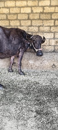 ખડેલી વેશ ની છે સાટા પણ કરસુ