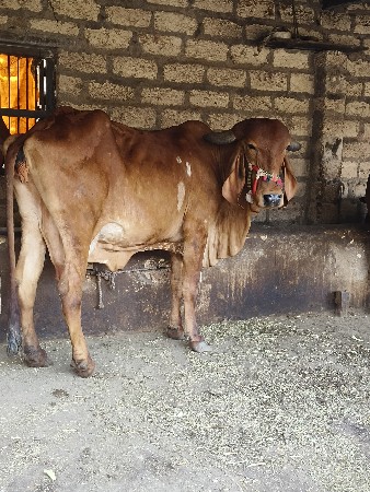 ગીર ગાય વેચવાની છે