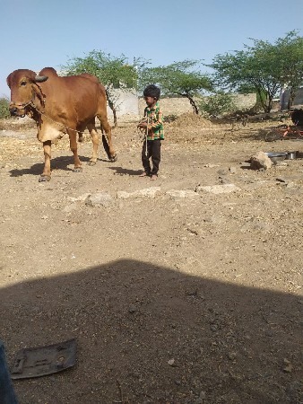 થંબનેલ 3