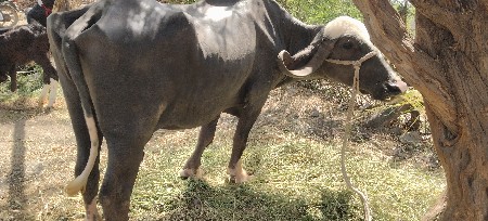 દેશી ભેંસ બીજા વેતર