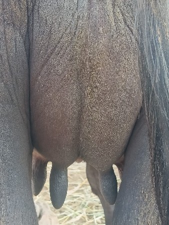 ખડેલીવેસવાનીસે