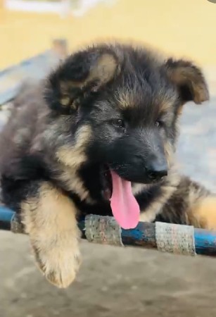 original German Shepherd