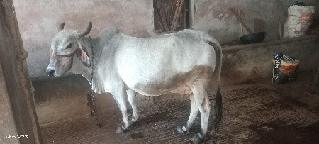 ગાય વેસવાની છે