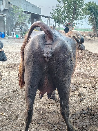 थंबनेल 2