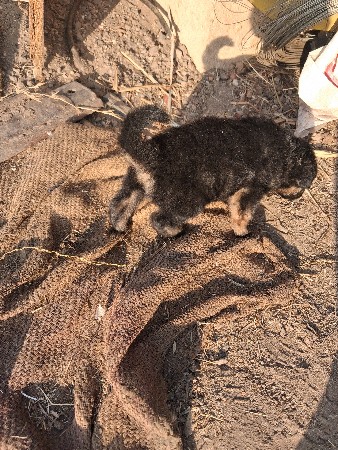 જર્મન સેફડ