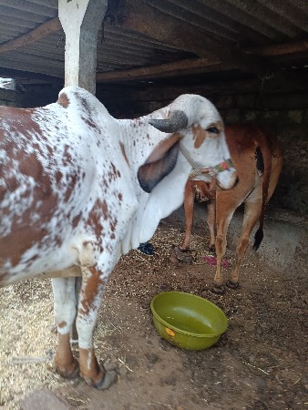 थंबनेल 2