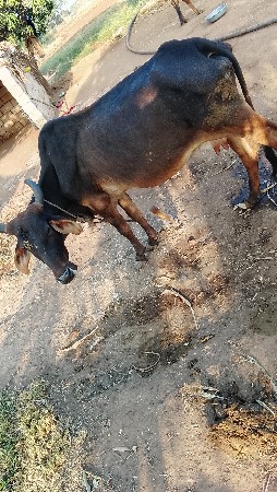 વેશવાનીછે