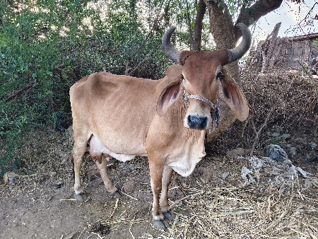 ગાય વેચવા નિ સે