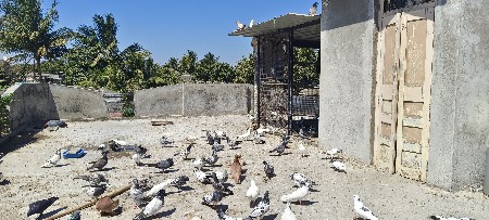 થંબનેલ 3