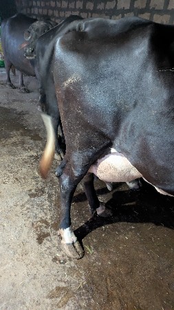 थंबनेल 3