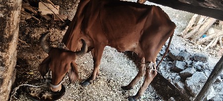 બે ગાયું વેચવાની છે