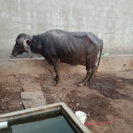 ભેંસ વેચવાની છે