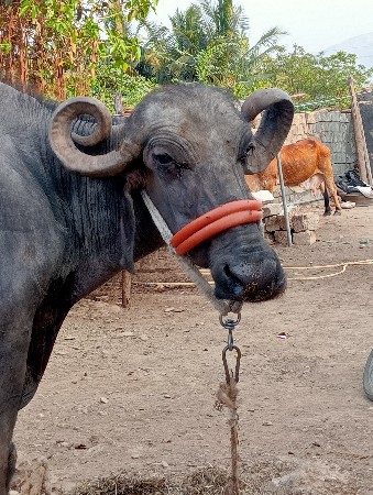 2મહિના ની વિયગળ સે