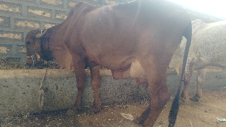 थंबनेल 2