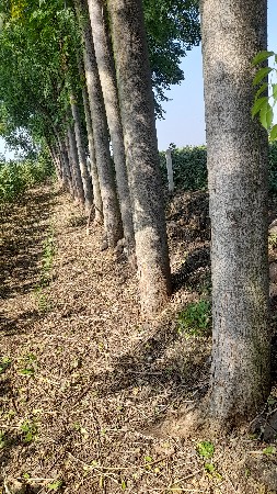 60 નગં  સત વઁષ ના છે