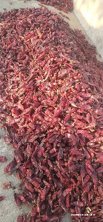 સૂકા મરચા વેચવાના છે
