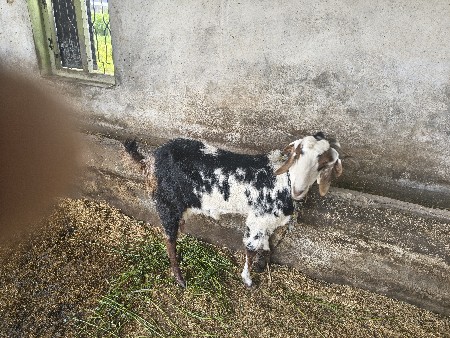 થંબનેલ 2