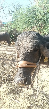 પાડો વેચવાનો છે