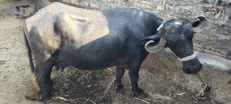 थंबनेल 3