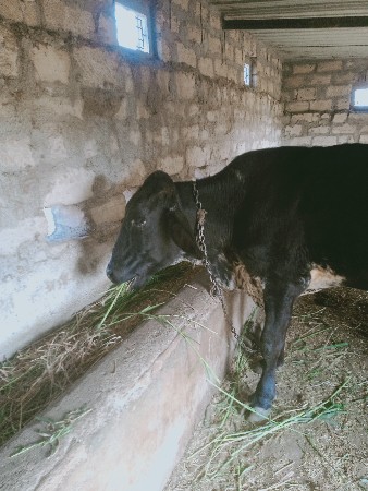 જર્સી ઓડકી વેચવાની છે