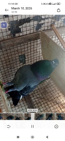 થંબનેલ 2