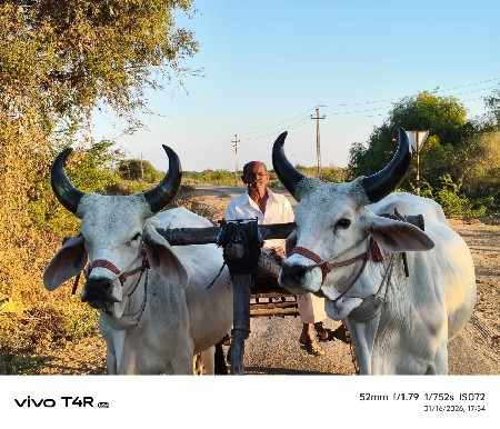 ગોઠલા વેચવાનાછે
