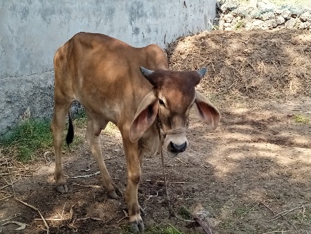 थंबनेल 3