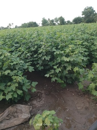 જમીન ભાગમાં આપવાની સે