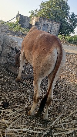 વાસડો વેચવાનો છે સાવ સોજો