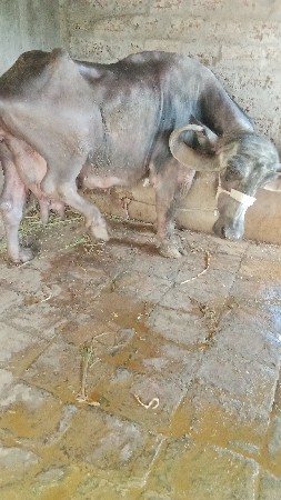 બે ભેંસો બેય ત્રીજા વેતર માં