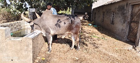 Jambo vechava no che