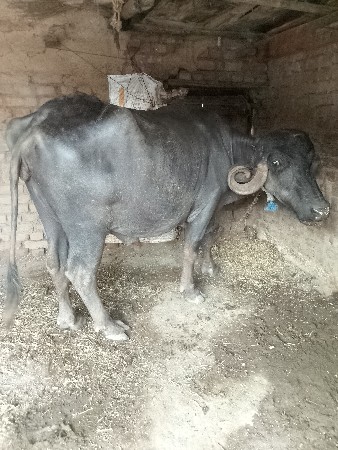 थंबनेल 2