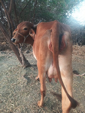 થંબનેલ 2