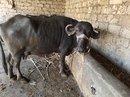 थंबनेल 2