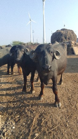 थंबनेल 1