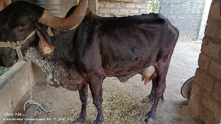 ગાય વેચવાની છે