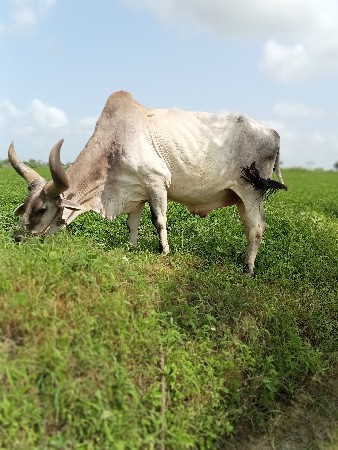 थंबनेल 3