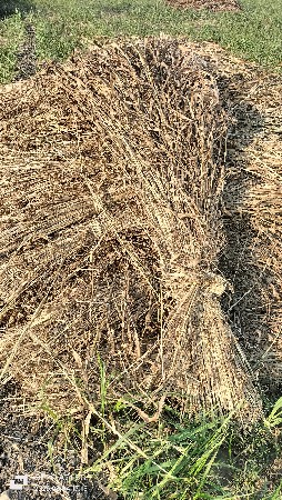 જુવાર નો સારો વેચવાનો  છે