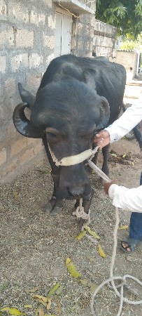 थंबनेल 2