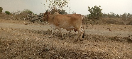 થંબનેલ 3
