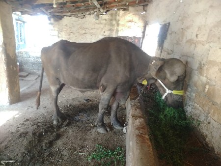 થંબનેલ 2