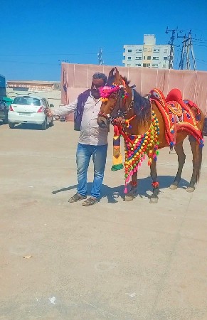 આઘોડીના સાટાકરવાનાછે કાઠિવાડીછે