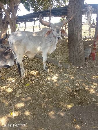 थंबनेल 3