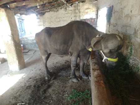 જાફરાબાદી ખડેલી