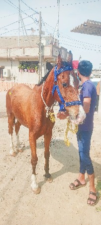 થંબનેલ 3